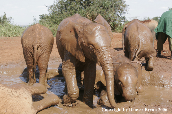 African Elephants