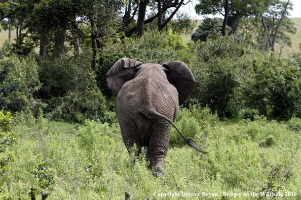 African Bull Elephant 