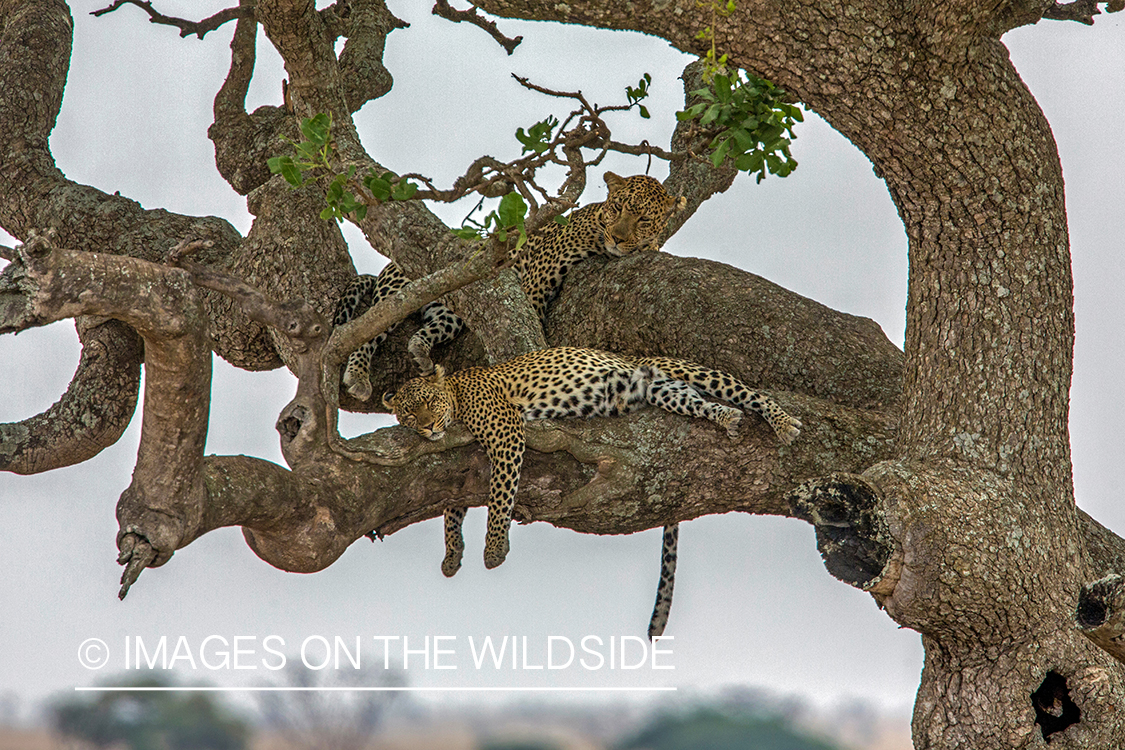 Group of Leopards rests in tree.