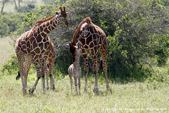 Reticulated Giraffe (adult with young)