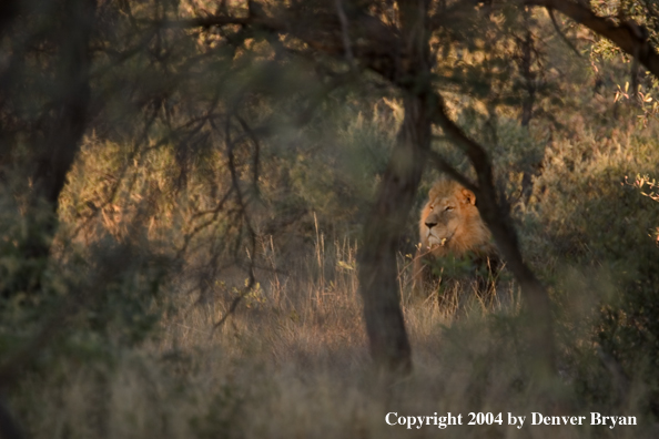 Male African lion in habitat. Africa