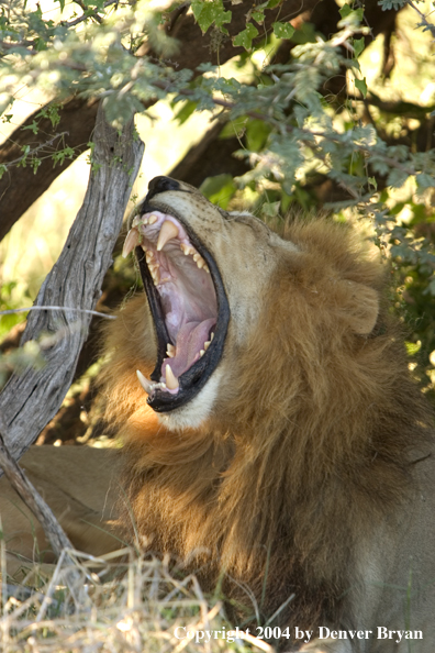 Male African yawning.