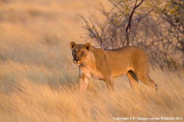 Female lion in habitat. 