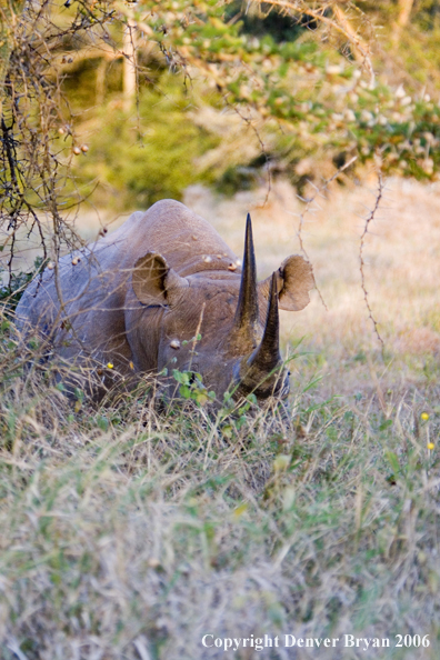 Black rhino in Africa.