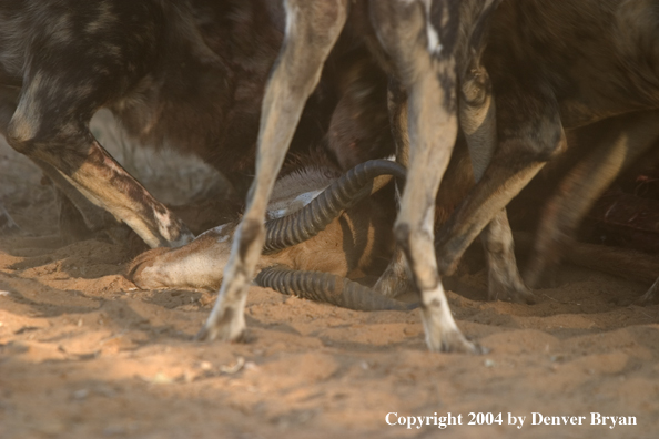 Pack of African Wild Dogs feeding on kill.