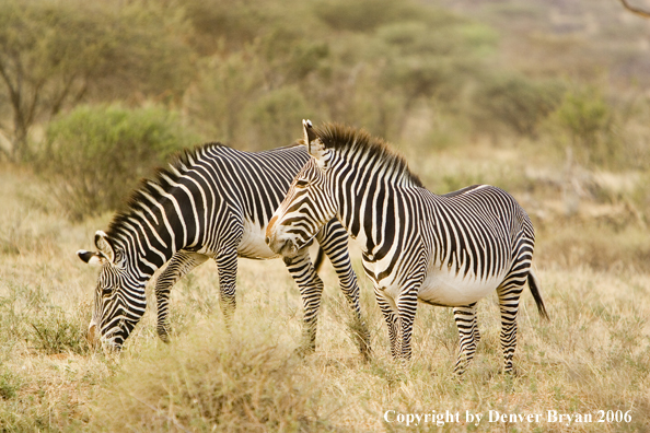 Grevy's Zebra