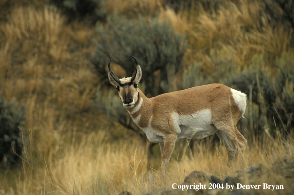 Pronghorn antelope in habitat