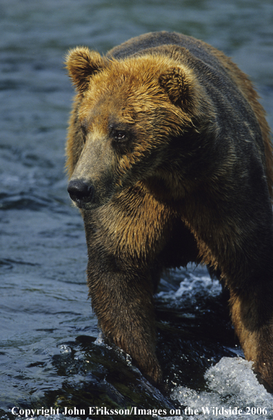 Brown bear in habitat. 