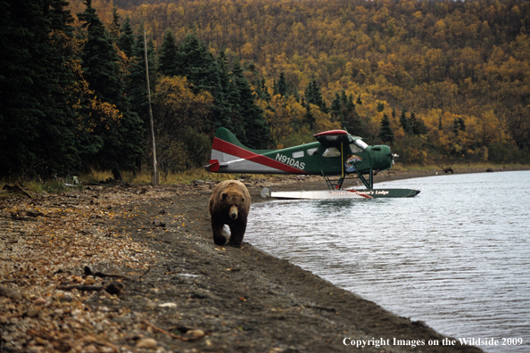 Brown Bear in habitat