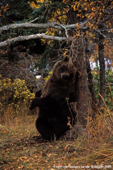 Brown Bear in habitat