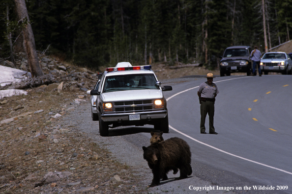 Grizzly bear crossing road