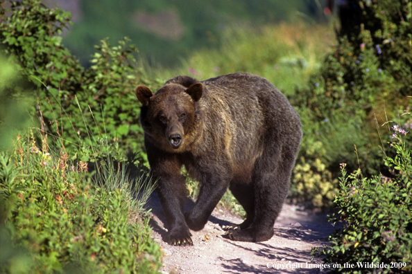 Grizzly bear in habitat