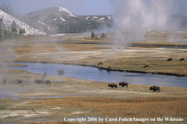 American Bison in habitat.