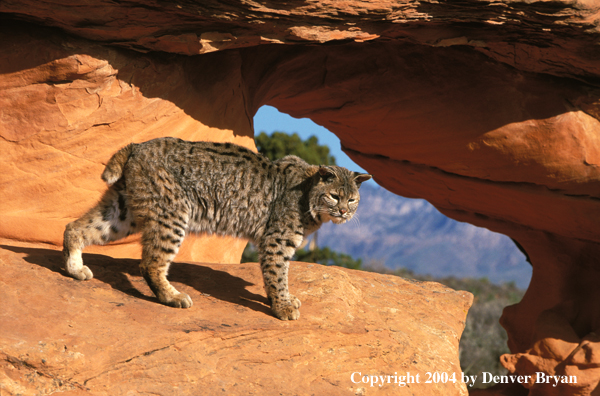 Bobcat in habitat.