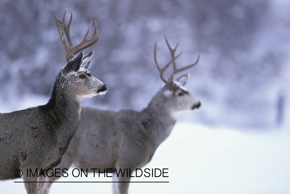 Mule deer in habitat.