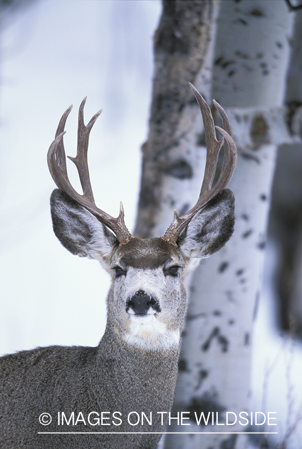 Mule deer in winter.