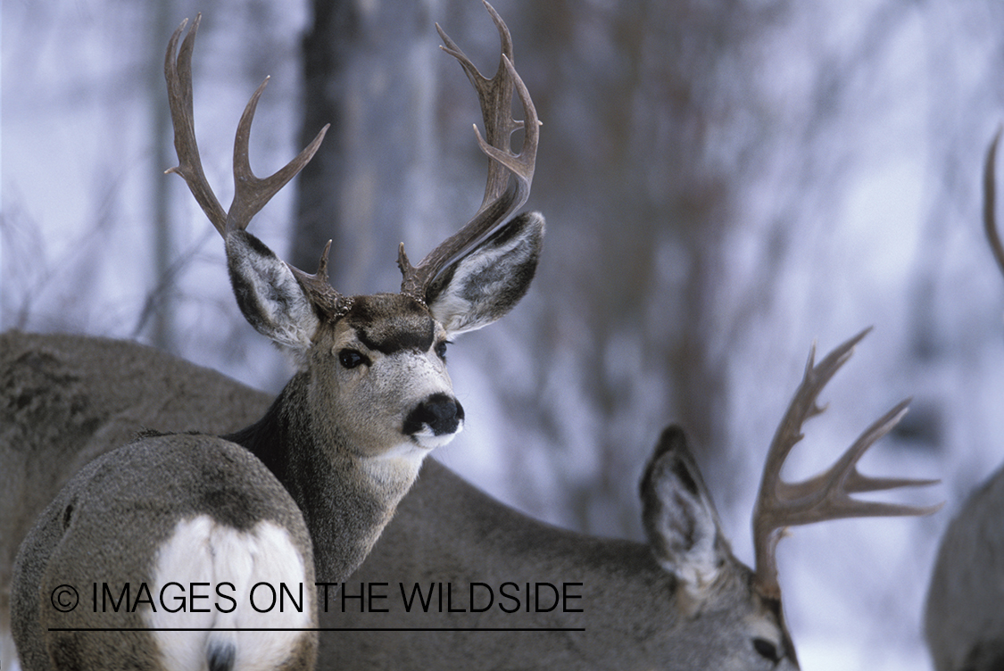 Mule deer bucks in winter.