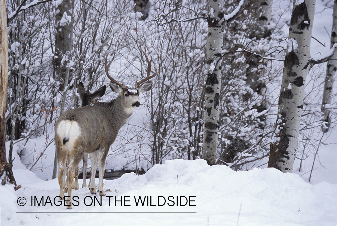 Mule deer buck and doe in winter.