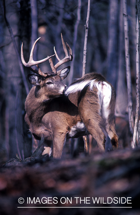 Whitetailed deer in sniffing.