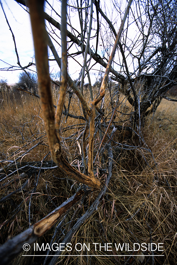 White-tailed deer scrapes