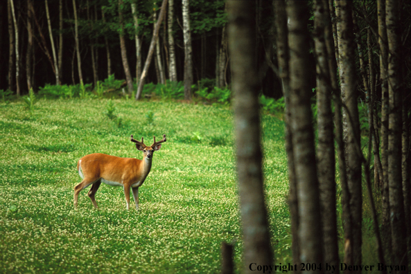 Whitetailed deer in velvet.