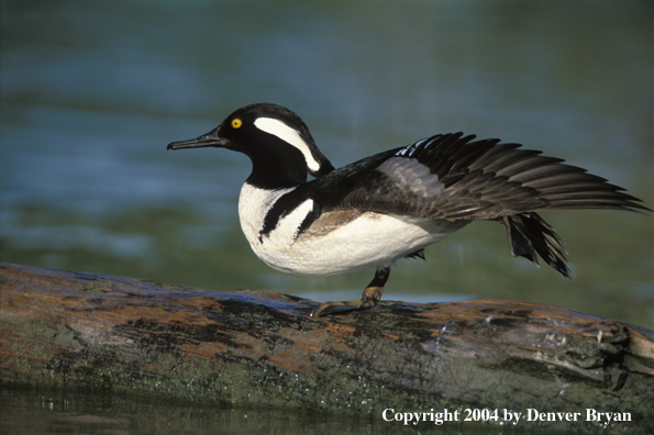 Hooded Merganser drake standing on one leg on log