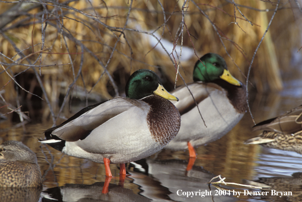 Mallard drakes standing in water