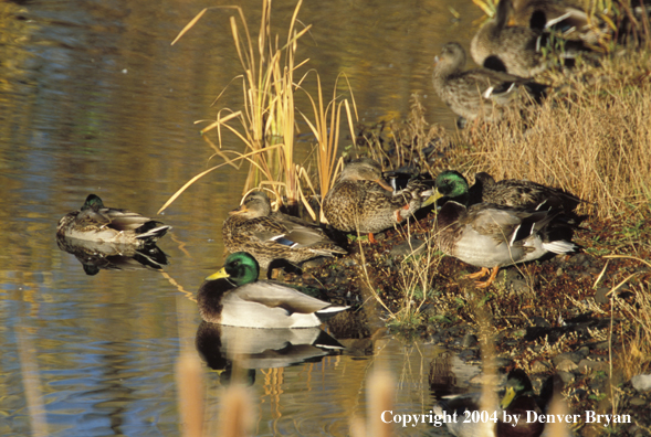 Flock of Mallards on/in waters edge