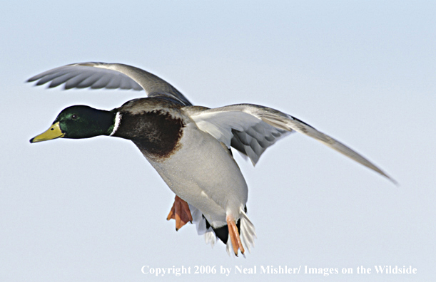 Mallard drake in flight.