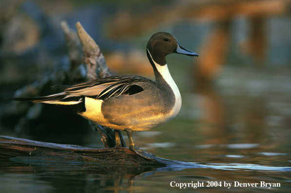 Pintail drake on log