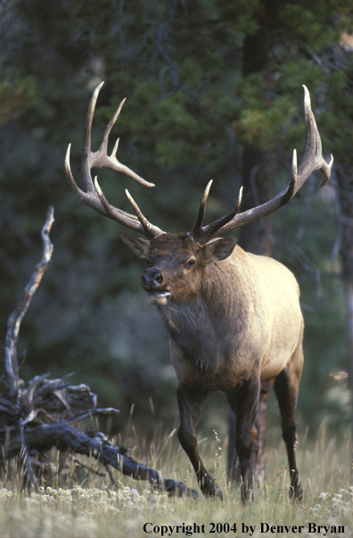 Bull elk bugling.