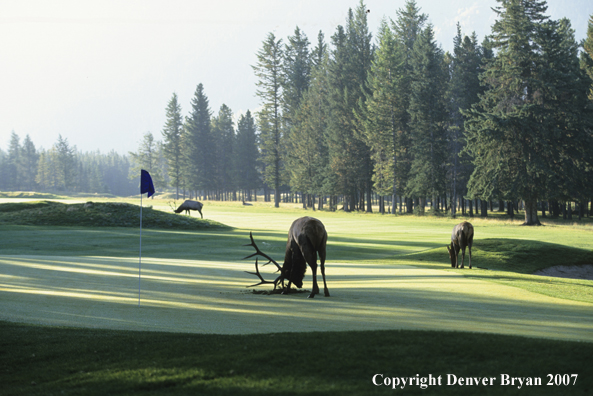 Elk on golfing green