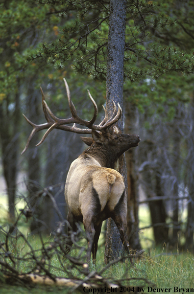 Bull elk rubbing