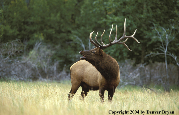 Bull elk bugling