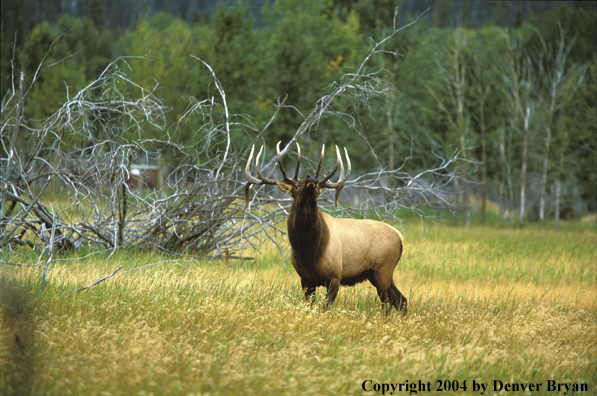 Bull elk bugling