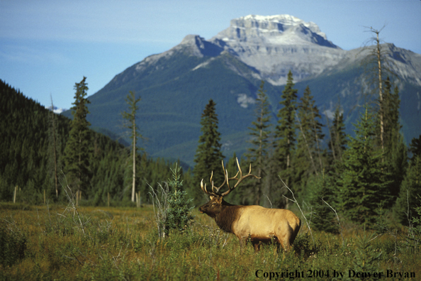 Bull elk in habitat.