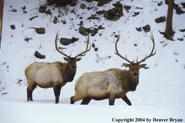 Bull elk in habitat.