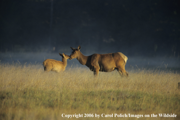 Rocky Mountain cow elk and calf in habitat.