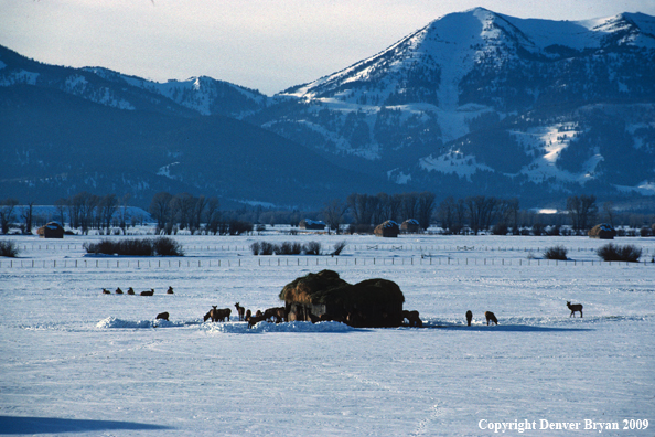 Rocky Mountain Elk