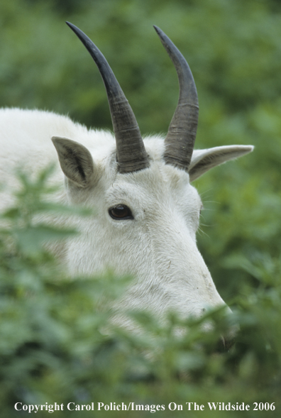 Rocky Mountain goat in habitat.