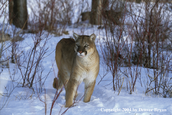 Mountain lion in habitat