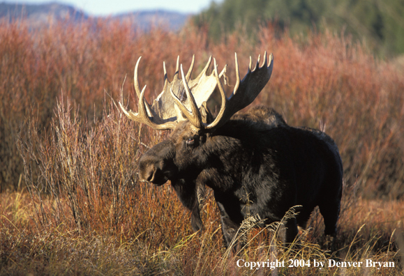 Bull moose in habitat.