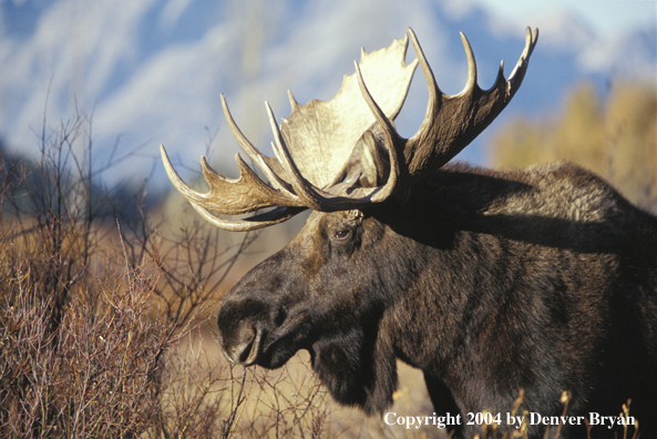 Bull moose in habitat.