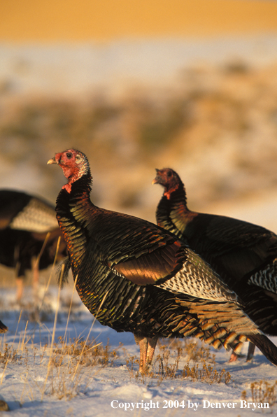 Flock of Merriam turkeys in winter.