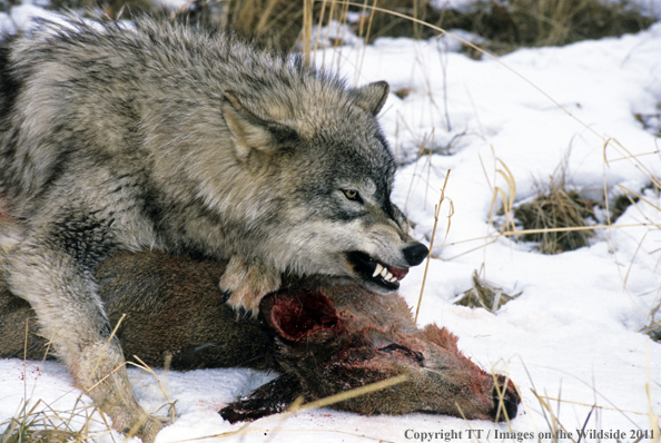 Gray wolf snarling over kill