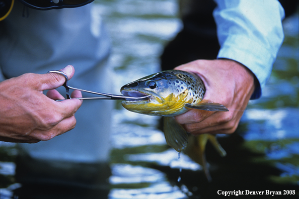 Flyfisherman Releasing Brown Trout from Fly