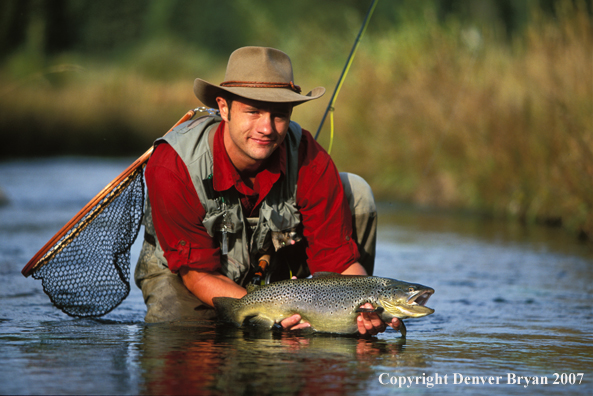 Flyfisherman releasing brown trout.