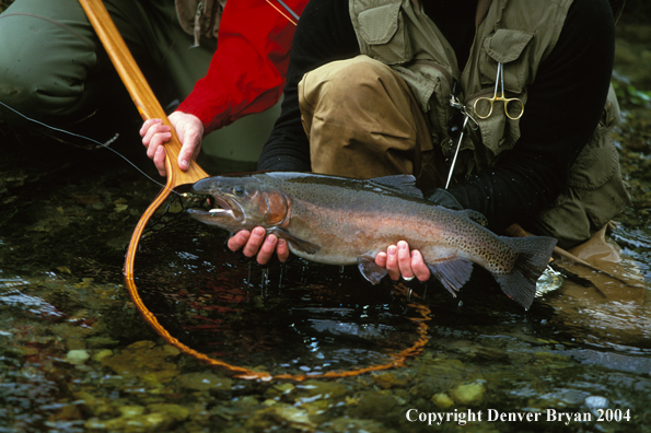 Rainbow Trout.