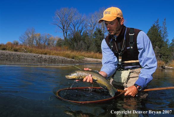 Flyfisherman releasing brown trout.