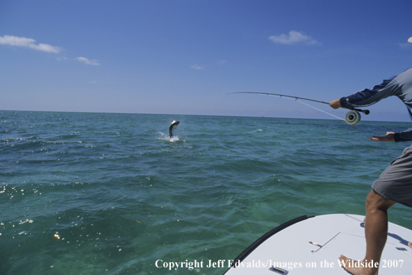 Tarpon